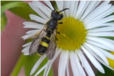 <i>Cerceris rybyensis</i>