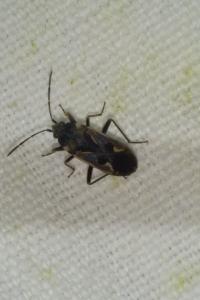 <i>Rhyparochromus vulgaris</i>