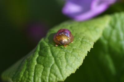 <i>Cassida azurea</i>