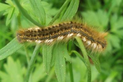 <i>Euthrix potatoria</i>