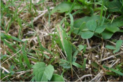 <i>Tettigonia cantans</i>