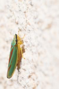 <i>Graphocephala fennahi</i>