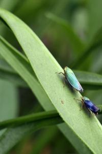 <i>Cicadella viridis</i>