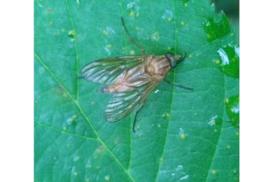 <i>Rhagio tringarius</i>