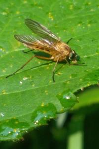 <i>Rhagio tringarius</i>