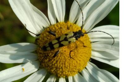 <i>Rutpela maculata</i>
