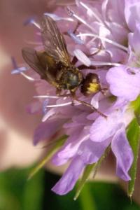 <i>Sicus ferrugineus</i>