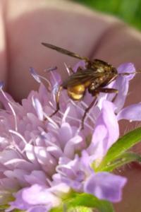 <i>Sicus ferrugineus</i>