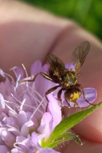 <i>Sicus ferrugineus</i>