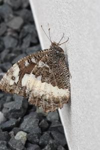 <i>Brintesia circe</i>