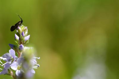 <i>Cauchas fibulella</i>