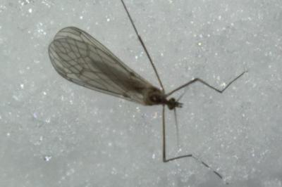 <i>Trichocera hiemalis</i>