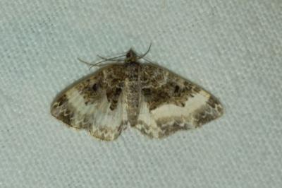 <i>Euphyia unangulata</i>