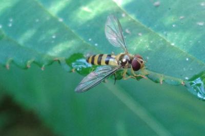 <i>Meliscaeva cinctella</i>
