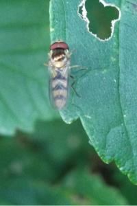 <i>Meliscaeva cinctella</i>