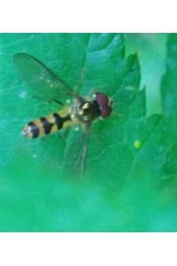 <i>Meliscaeva cinctella</i>