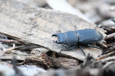 <i>Dorcus parallelipipedus</i>