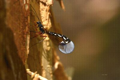 <i>Rhyssa persuasoria</i>