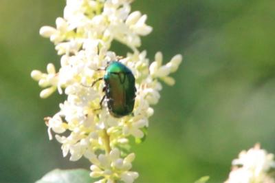 <i>Cetonia aurata</i>