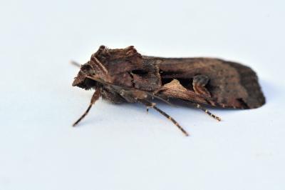 <i>Xestia c-nigrum</i>