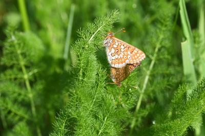 <i>Euphydryas aurinia</i>