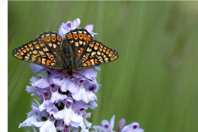 <i>Euphydryas aurinia</i>