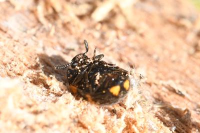 <i>Diaperis boleti</i>