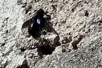 <i>Xylocopa violacea</i>