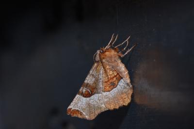 <i>Selenia tetralunaria</i>