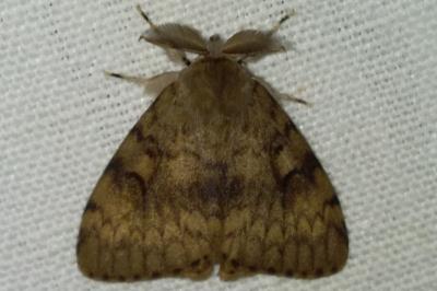 <i>Lymantria dispar</i>