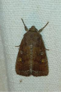 <i>Lacanobia oleracea</i>