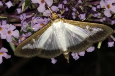 <i>Cydalima perspectalis</i>