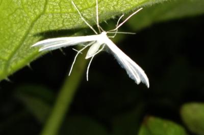 <i>Pterophorus pentadactylus</i>