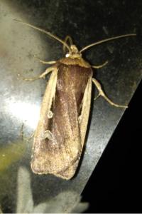 <i>Ochropleura plecta</i>