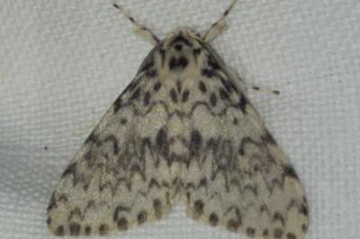 <i>Lymantria monacha</i>