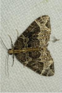 <i>Ecliptopera silaceata</i>