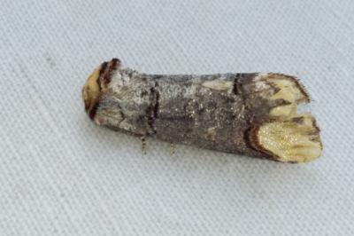 <i>Phalera bucephala</i>