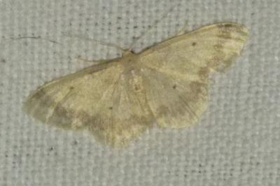 <i>Idaea biselata</i>