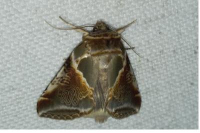 <i>Habrosyne pyritoides</i>