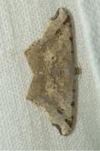 <i>Macaria alternata</i>