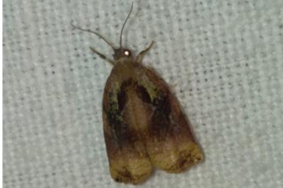 <i>Archips podana</i>