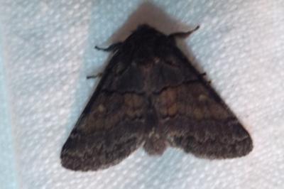 <i>Gluphisia crenata</i>