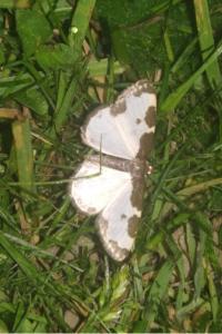 <i>Lomaspilis marginata</i>