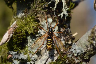 <i>Ctenophora flaveolata</i>
