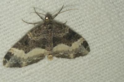 <i>Euphyia unangulata</i>