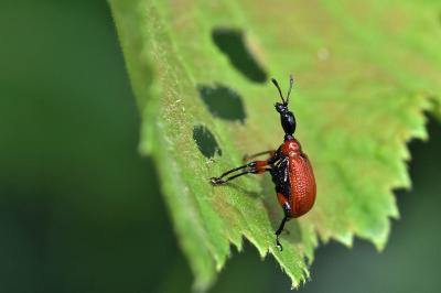 <i>Apoderus coryli</i>