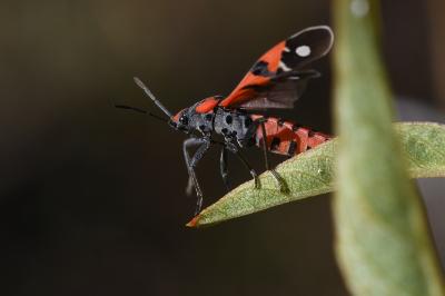 <i>Lygaeus equestris / simulans</i>