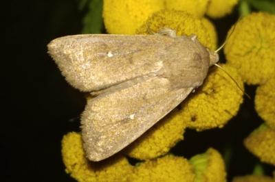 <i>Mythimna albipuncta</i>