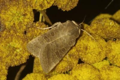 <i>Hoplodrina ambigua</i>