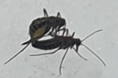 <i>Boreus hyemalis</i>